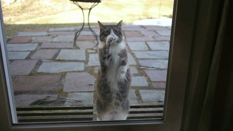 Британец научил кошку стучать в дверь: сеть потешается