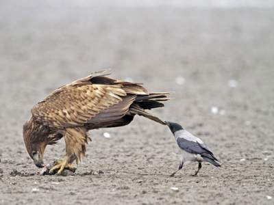 Игривые вороны, дергающие других животных за хвосты. Фото