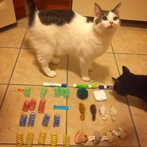 Забавные коллекции вещей, украденных кошками (ФОТО)