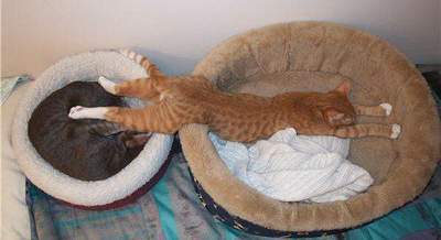 Смешные коты, способные сладко спать где угодно