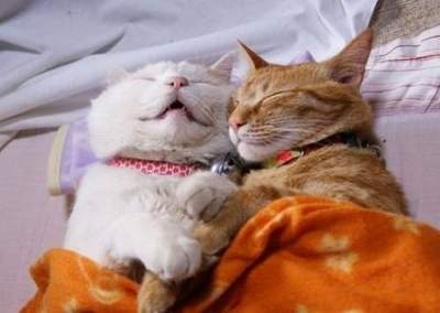 Смешные коты, способные сладко спать где угодно