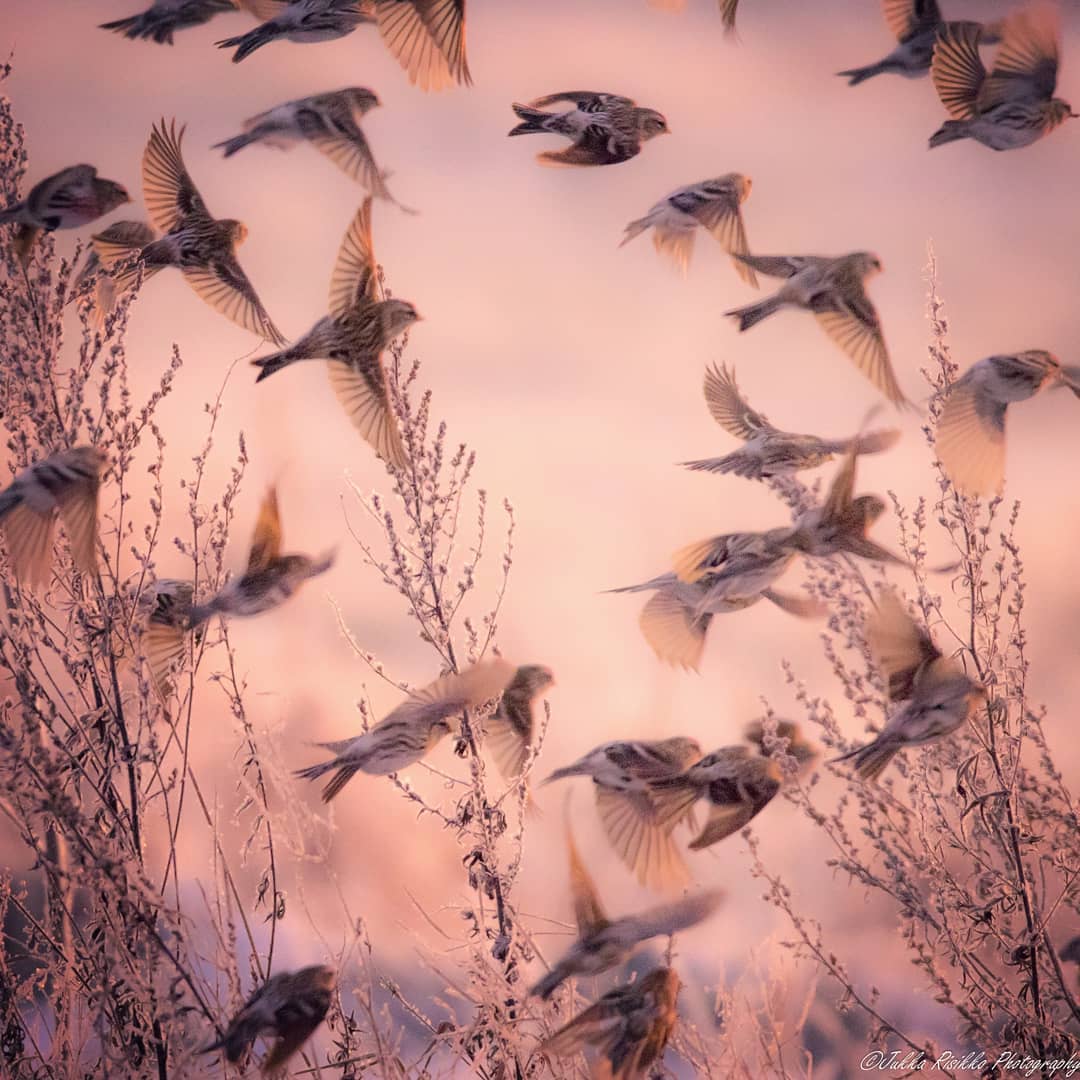 Птицы Финляндии на фотографиях Юкки Рисикко