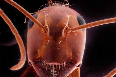 Так выглядят насекомые под микроскопом. Фото 