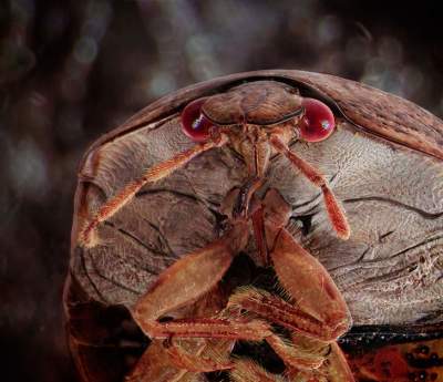 Так выглядят насекомые под микроскопом. Фото 