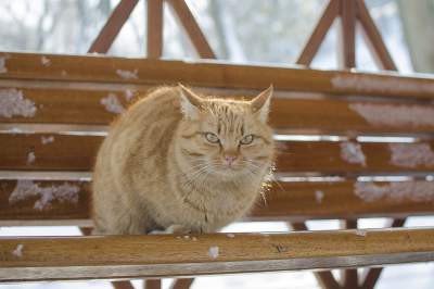 Снежная Одесса в необычных снимках. Фото