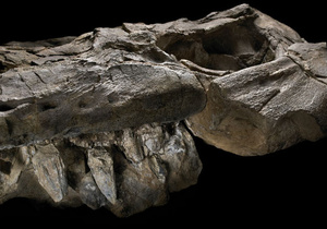 В Неваде нашли останки самого древнего хищного ихтиозавра