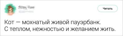 Владельцы котов написали смешные твиты о своих питомцах