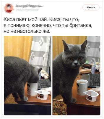 Владельцы котов написали смешные твиты о своих питомцах