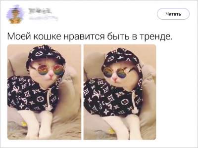 Владельцы котов написали смешные твиты о своих питомцах