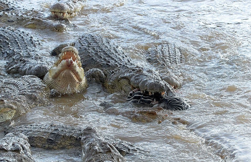 Голодные крокодилы полностью сожрали зебру
