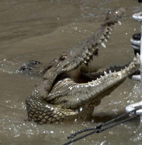 В ЮАР ищут 15 тыс. крокодилов, сбежавших с фермы