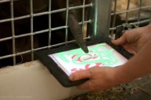 Орангутанги в США освоили iPad