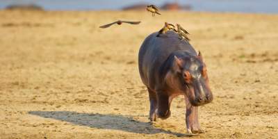 Фотограф показал, как живется бегемотам в Замбии. Фото