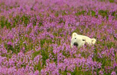 Полярным медведям устроили фотосессию среди цветов. Фото 