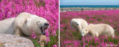 Полярным медведям устроили фотосессию среди цветов. Фото 
