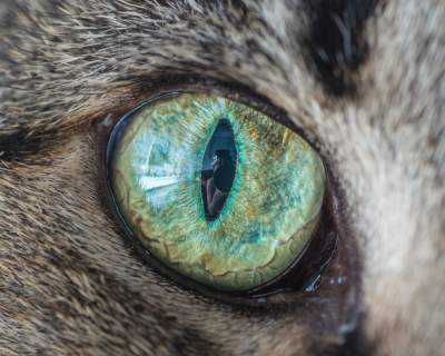 Фотограф показал красоту кошачьих глаз. Фото
