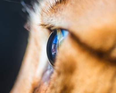 Фотограф показал красоту кошачьих глаз. Фото