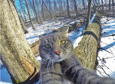 Этот кот покорил Instagram своими селфи