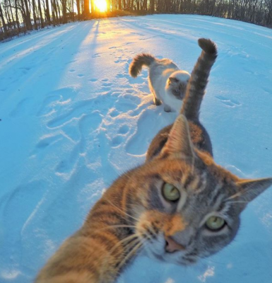 Этот кот покорил Instagram своими селфи