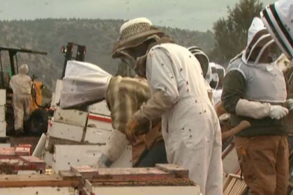 В Орегоне перевернулся грузовик с 500 миллионами пчел 