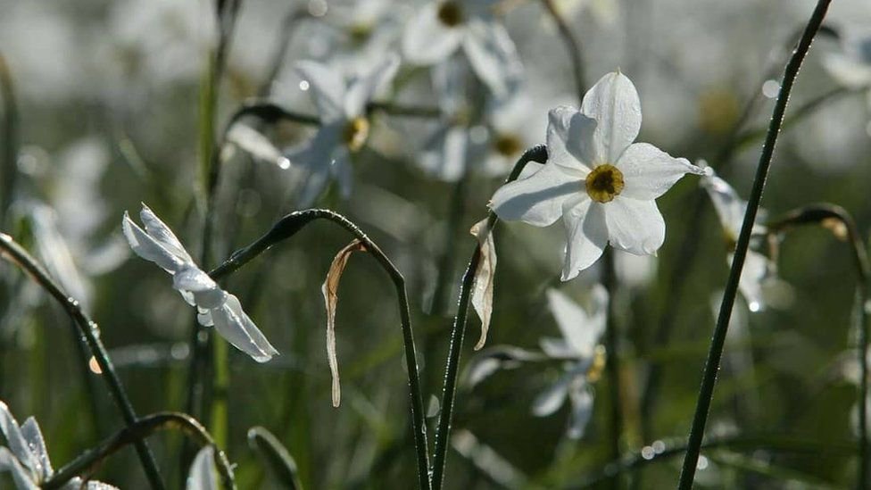 Зацвела знаменитая Долина нарциссов: яркие кадры. ФОТО Зацвела знаменитая Долина нарциссов: яркие кадры. ФОТО