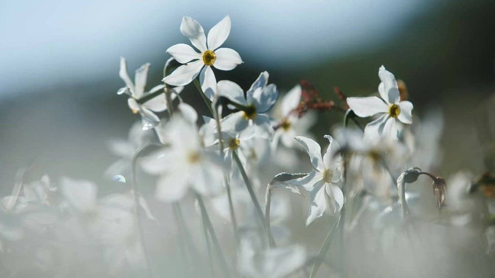 Зацвела знаменитая Долина нарциссов: яркие кадры. ФОТО Зацвела знаменитая Долина нарциссов: яркие кадры. ФОТО