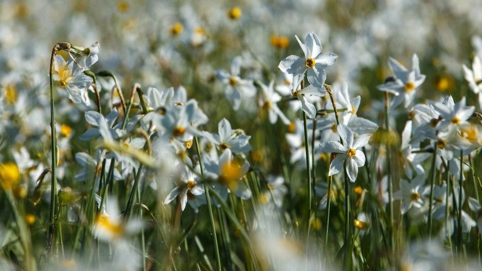 Зацвела знаменитая Долина нарциссов: яркие кадры. ФОТО Зацвела знаменитая Долина нарциссов: яркие кадры. ФОТО