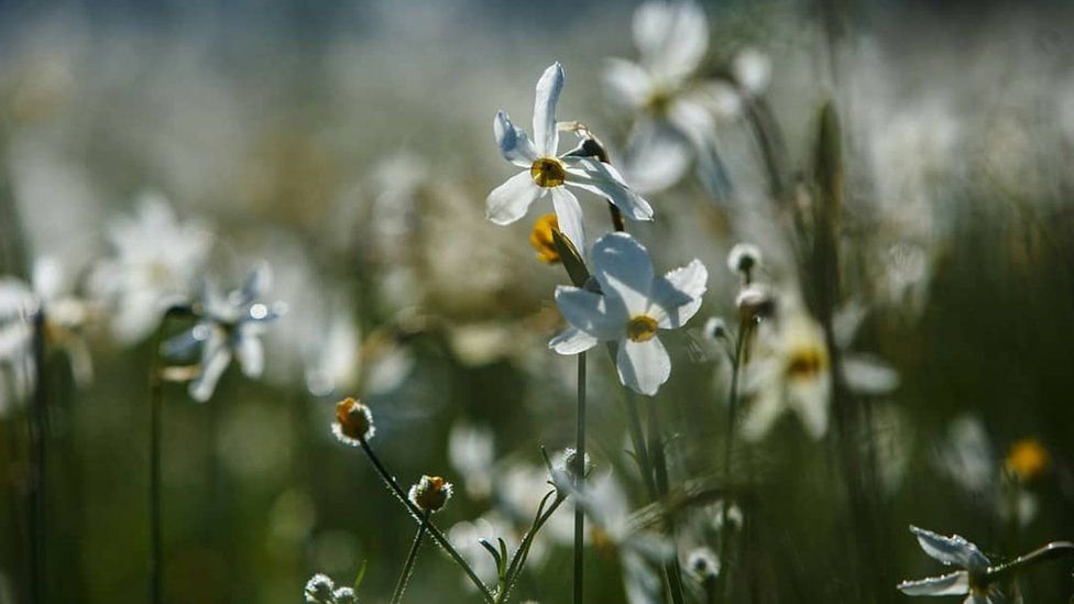 Зацвела знаменитая Долина нарциссов: яркие кадры. ФОТО Зацвела знаменитая Долина нарциссов: яркие кадры. ФОТО