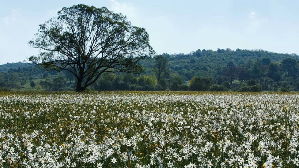 Зацвела знаменитая Долина нарциссов: яркие кадры. ФОТО Зацвела знаменитая Долина нарциссов: яркие кадры. ФОТО