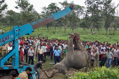 Индийский поезд сбил насмерть трех слонов 