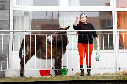 Полиция велела жителю Бельгии убрать ослицу-актрису с балкона 