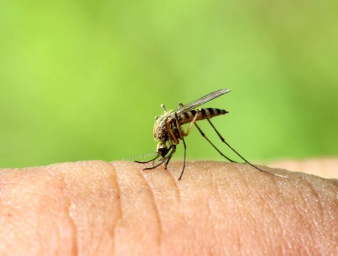 Названы народные средства от укусов комаров