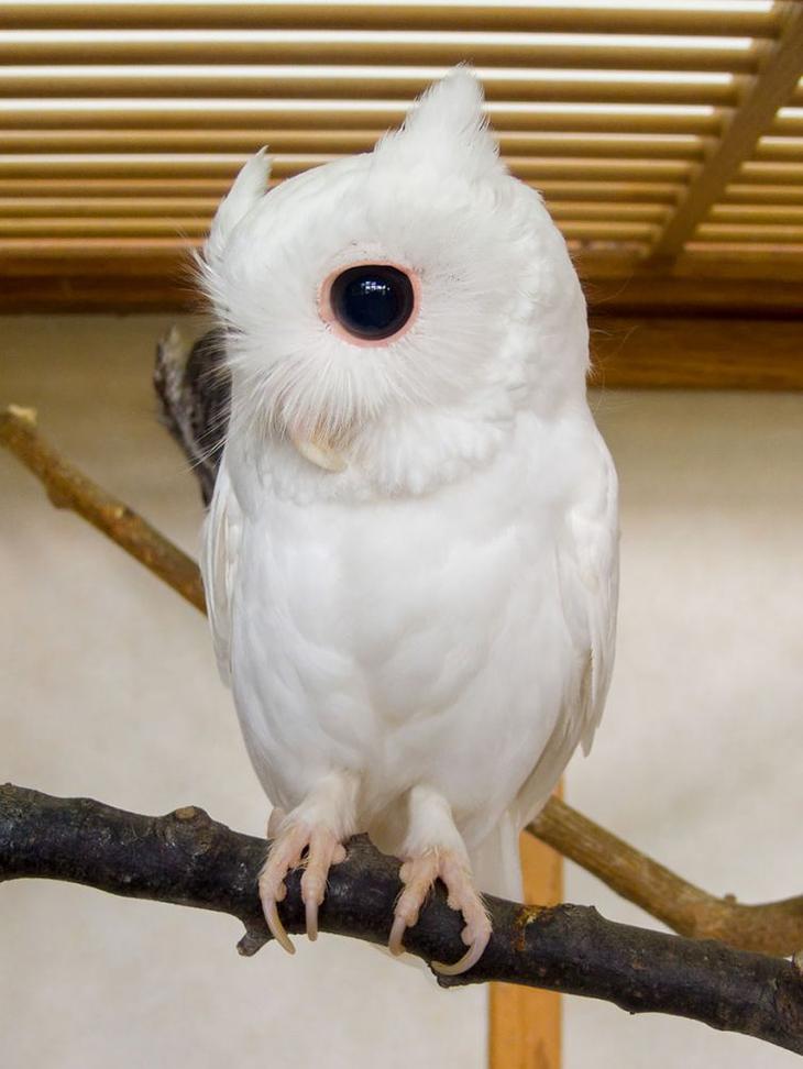 животные альбиносы, albino anomal