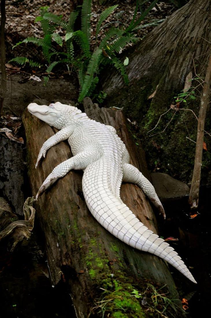 животные альбиносы, albino anomal