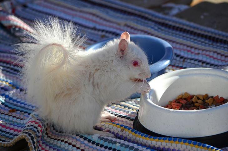 животные альбиносы, albino anomal