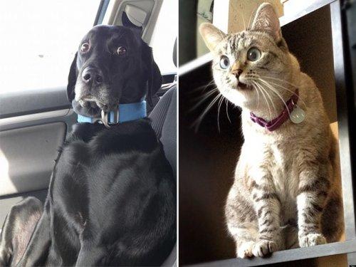 Забавные животные, удивлению которых нет предела (ФОТО) Забавные животные, удивлению которых нет предела (ФОТО)