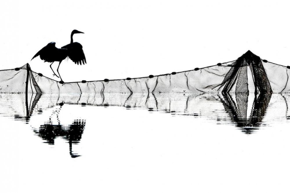 Показали фото птиц, которые очаровывают красотой. ФОТО Показали фото птиц, которые очаровывают красотой. ФОТО