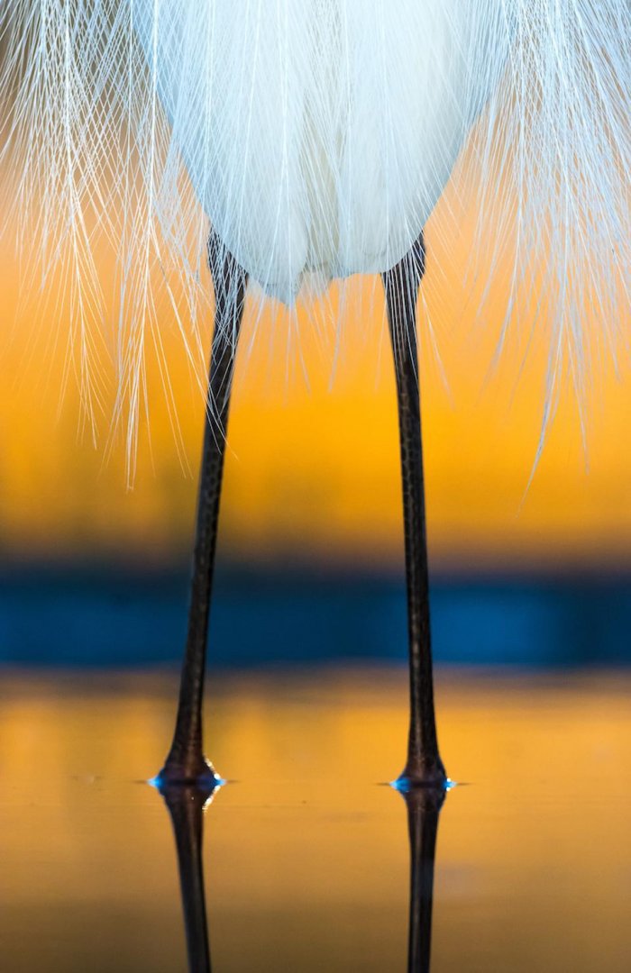 Показали фото птиц, которые очаровывают красотой. ФОТО Показали фото птиц, которые очаровывают красотой. ФОТО