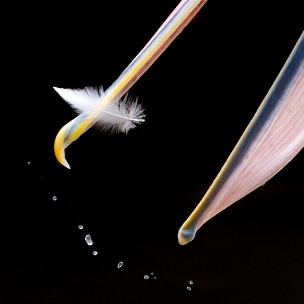 Показали фото птиц, которые очаровывают красотой. ФОТО Показали фото птиц, которые очаровывают красотой. ФОТО