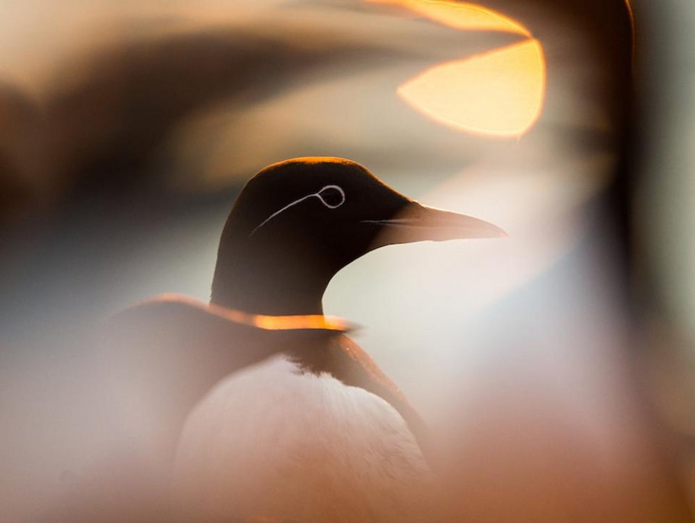 Показали фото птиц, которые очаровывают красотой. ФОТО Показали фото птиц, которые очаровывают красотой. ФОТО