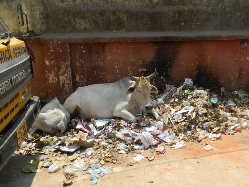 Бродячие коровы на улицах городов Индии. Фото