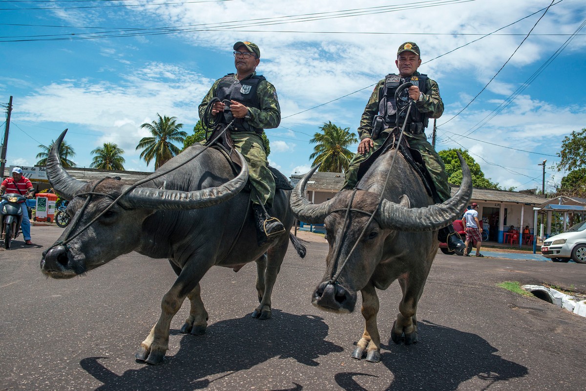Бразильские копы патрулируют улицы верхом на огромных буйволах