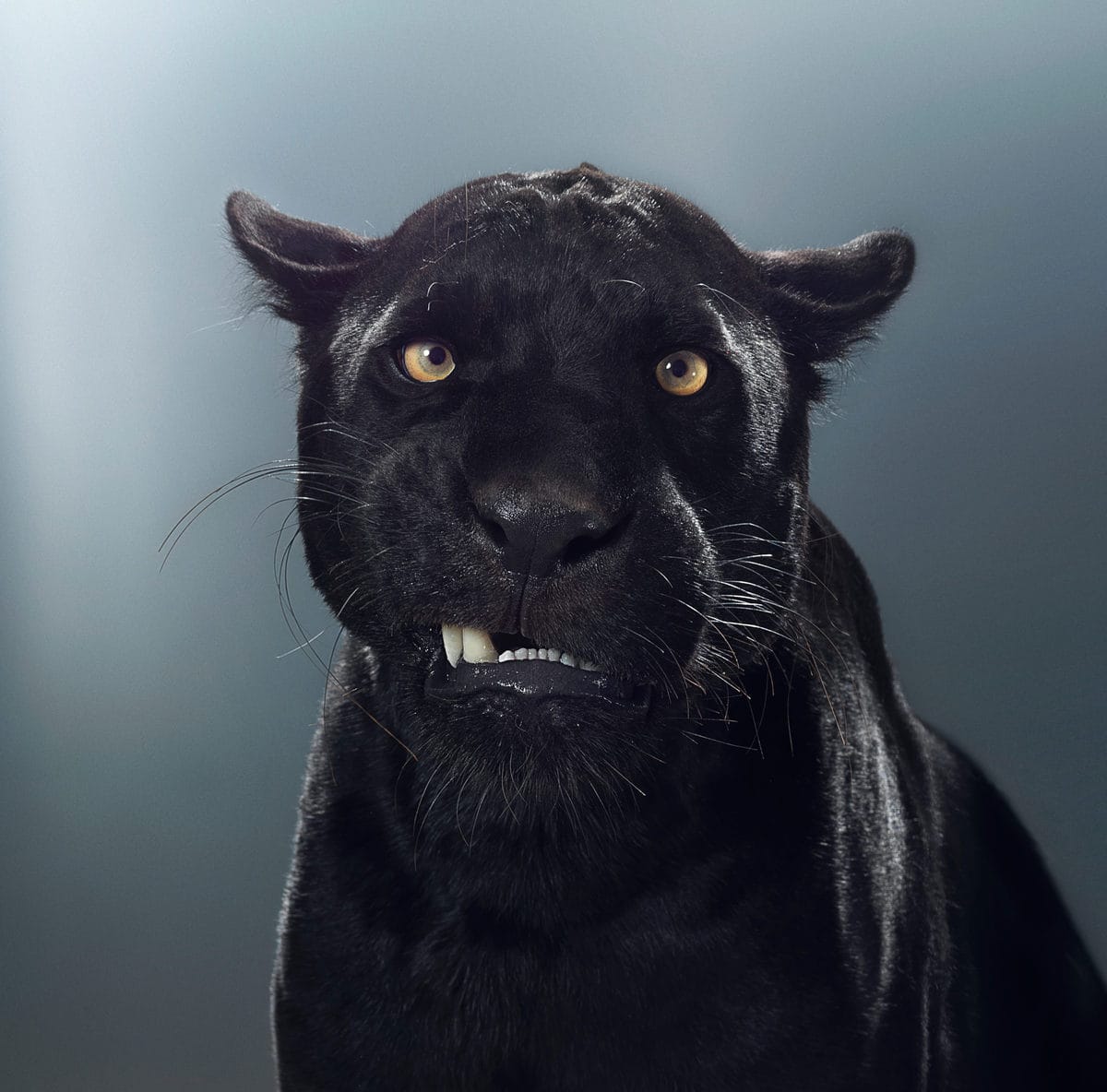 Британский фотограф показал, что в каждом звере — свой характер. ФОТО