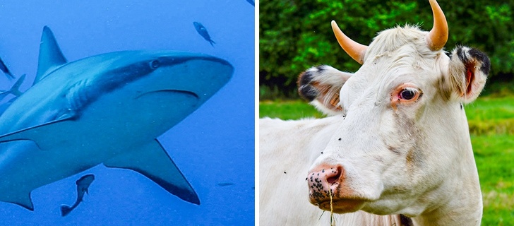 10+ невероятно интересных фактов о животных, которые смогут вас удивить. ФОТО