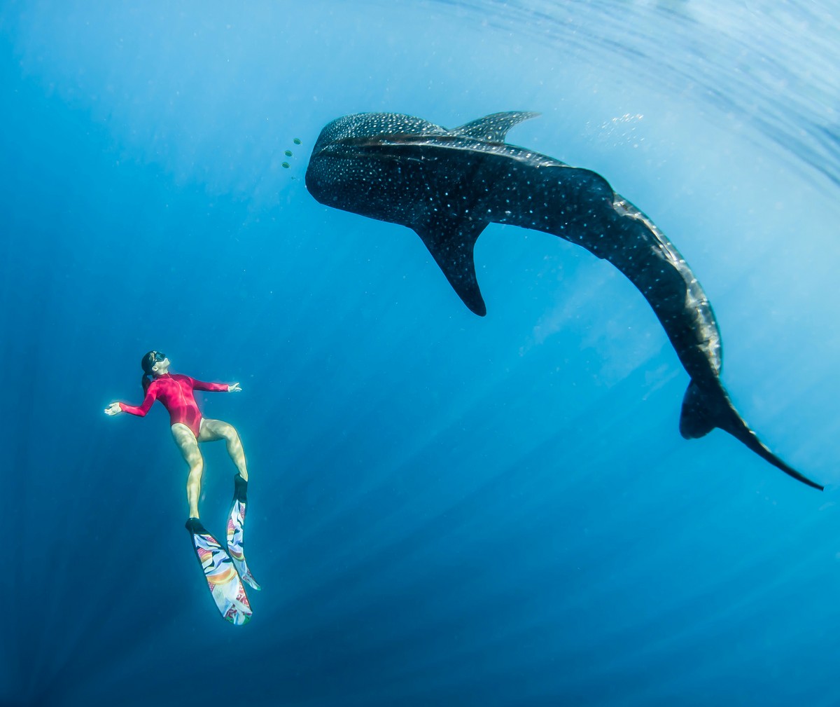 Фридайвер плавает вместе с огромными китами