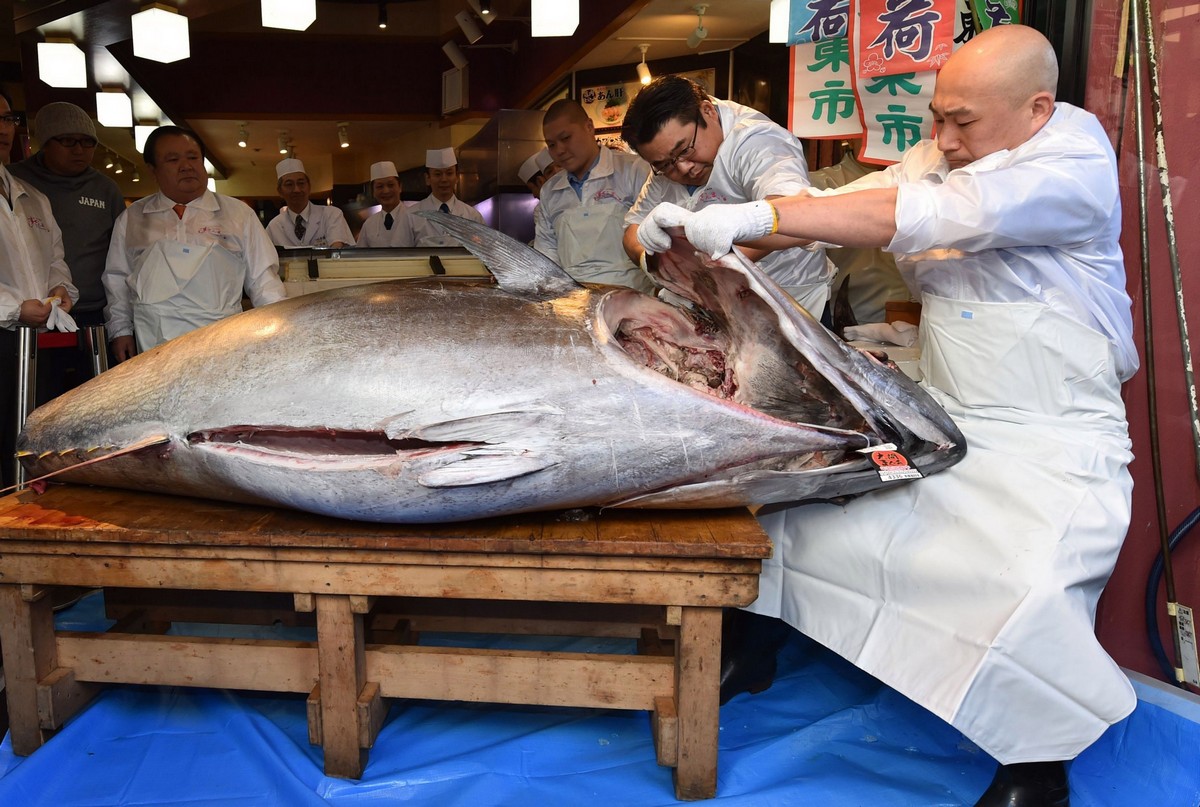 В Японии на аукционе продали тунца весом 276 килограммов