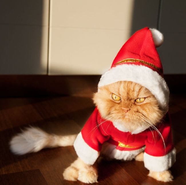"Рождественское настроение? Не, не слышал": пушистые шкодники, которые помогут сделать праздники веселее