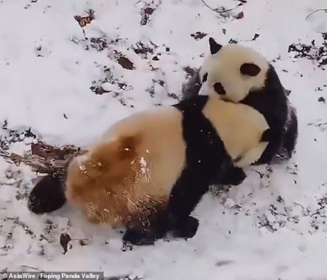 Панды, радующиеся снегу в китайском заповеднике, покорили Сеть. ФОТО
