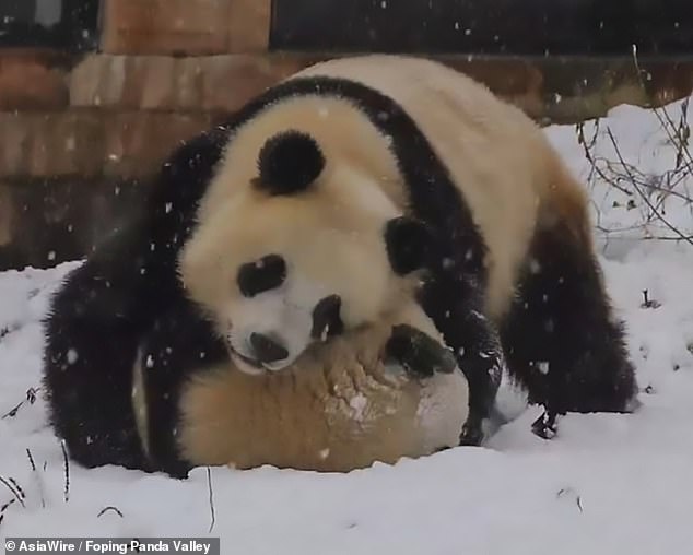Китай засніжило: панди грайливо борються у снігу - фото 2