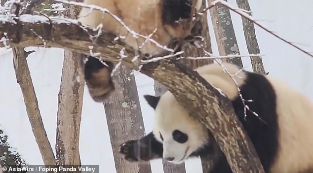 Китай засніжило: панди грайливо борються у снігу - фото 3